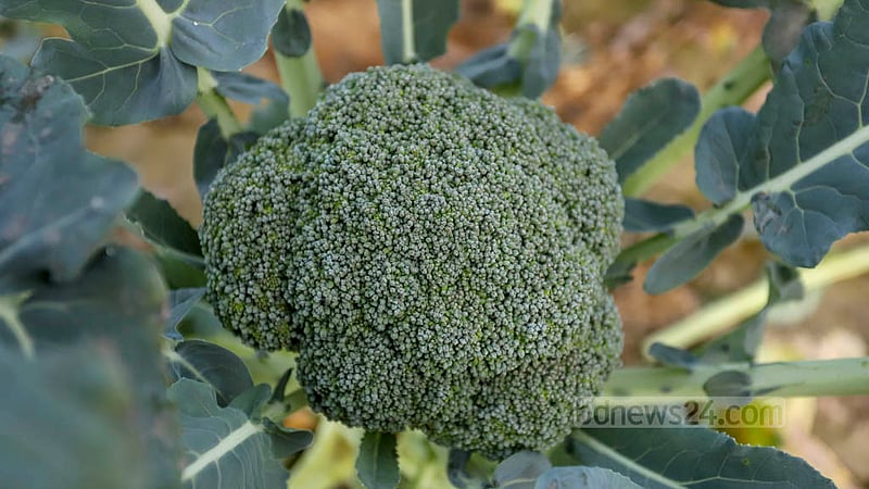 Broccoli, a dark green vegetable that looks like cauliflower, is a rich source of nutrition with iron, calcium and vitamins. Photo: Asif Mahmud Ove