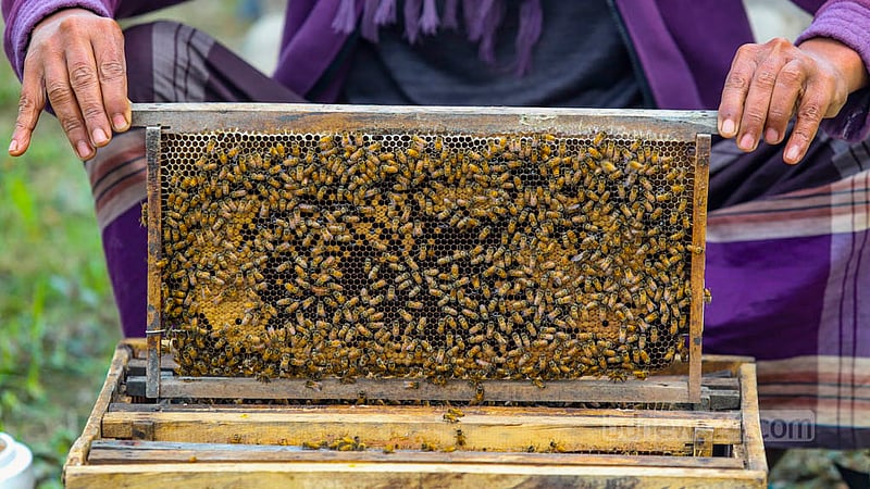 A farmer checks a beehive at a honey bee farm next to a mustard field at Nabagram village in Manikganj’s Harirampur. Photo: Mahmud Zaman Ovi