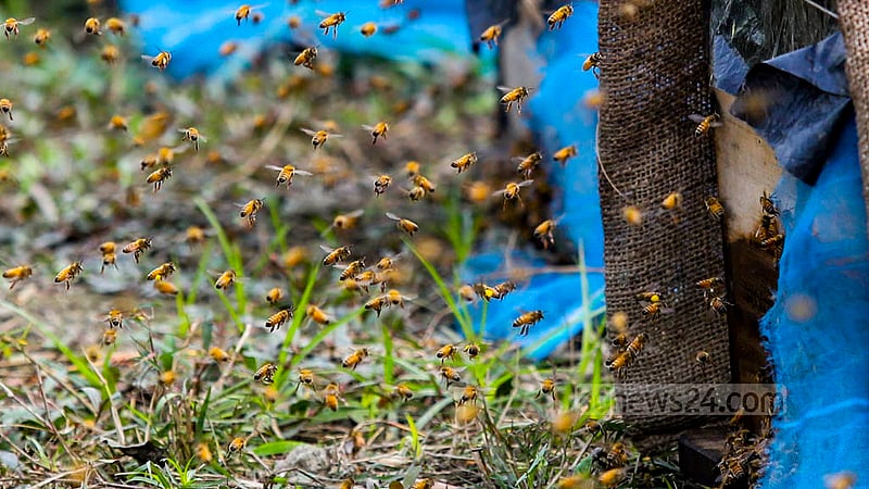 Bees have left their hives to collect honey after a 10-day break as Bangladesh experiences a bit of sunshine following a cold wave. Photo: Mahmud Zaman Ovi