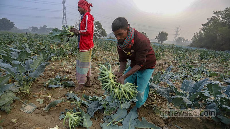 A farmer cuts broccoli and another gathers the vegetables in Savar's Bhakurta. Photo: Asif Mahmud Ove