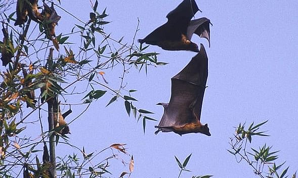 Nipah virus kills at least five this winter, infects more