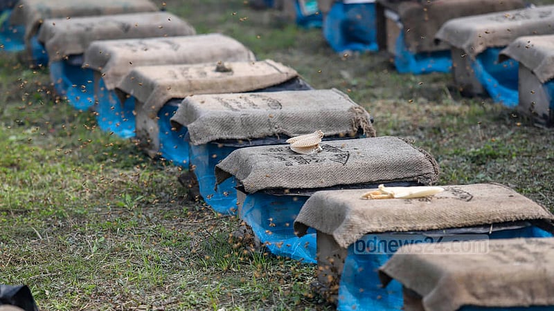Md Ashraf, a beekeeper at Nabagram village in Manikganj’s Harirampur, says the bees hunkered down in their hives for 10 days due to severe cold. Photo: Mahmud Zaman Ovi