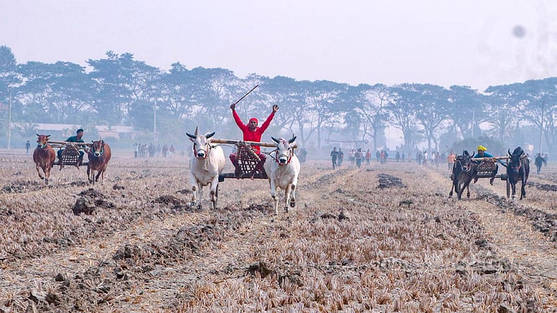 Hundreds of visitors from faraway areas come to Hashimpur in Jashore Sadar Upazila to enjoy a bullock cart race after the Aman harvest season. Photo: AHM Motaleb