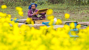 Cold hampers honey production