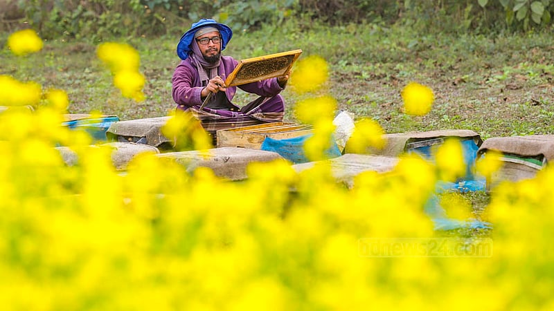 Beekeeper Md Ashraf collects honey from beehives he set up next to a mustard field at Nabagram village in Manikganj’s Harirampur. He supplies the product to wholesalers. Photo: Mahmud Zaman Ovi