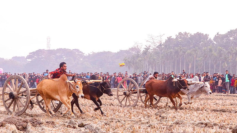 Farmers at Hashimpur in Jashore Sadar Upazila have been organising a bullock cart race every year on paddy fields after harvesting the Aman crops for three decades. Photo: AHM Motaleb