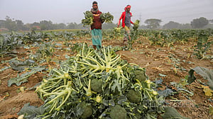 Broccoli farming