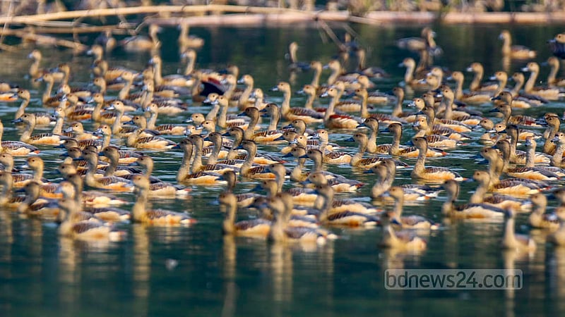 The lesser whistling duck is one of the duck species that can be seen at the Wildlife Rescue Centre lake of Jahangirnagar University. Photo: Mahmud Zaman Ovi
