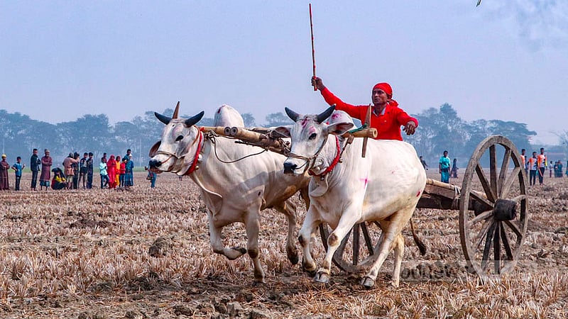 A farmer drives his bullock cart on harvested paddy fields during a race at Hashimpur in Jashore Sadar Upazila. Photo: AHM Motaleb