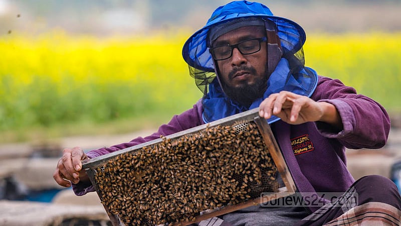 Md Ashraf is busy beekeeping next to a mustard field at Nabagram village in Manikganj’s Harirampur. Photo: Mahmud Zaman Ovi