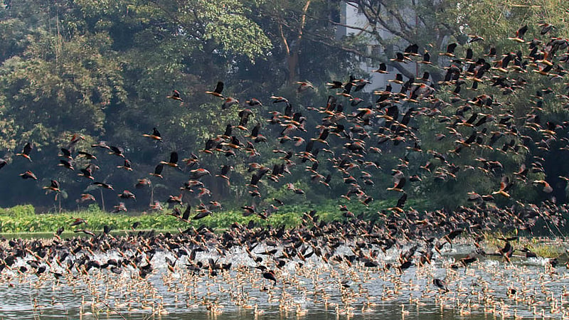 Migratory birds have chosen only the Wildlife Rescue Centre lake under the zoology department of Jahangirnagar University campus as it is off-limits to visitors. Photo: Mahmud Zaman Ovi