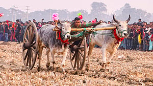 Bullock cart race