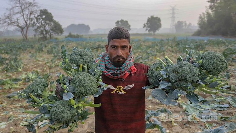 A farmer shows harvested broccoli in Savar's Bhakurta. Photo: Asif Mahmud Ove