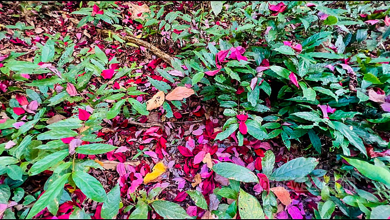 Segun, Garjan, Gamhar, Civit and species of many other trees are grown in the Pablakhali Wildlife Sanctuary and Pablakhali Game Sanctuary Range. Photo: Samir Mallik