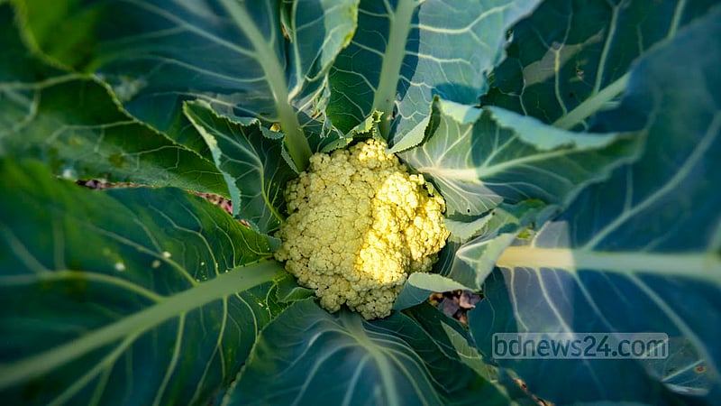 Due to sudden weather changes, many cauliflowers have been damaged at Imamganj of Munshiganj’s Sirajdikhan. Photo: Mahmud Zaman Ovi
