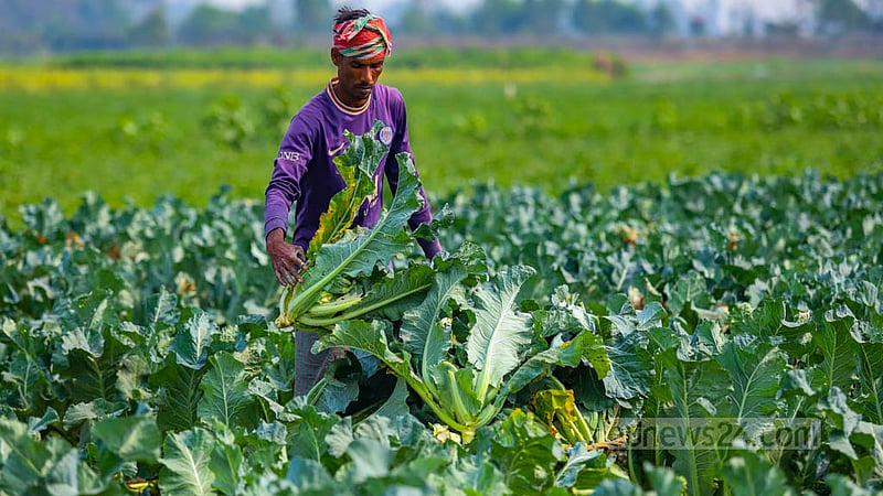 Farmers harvest cauliflowers from a field at Imamganj in Munshiganj’s Sirajdikhan. They will sell the cauliflowers at Tk 15 to 20 per piece at the local market. Photo: Mahmud Zaman Ovi