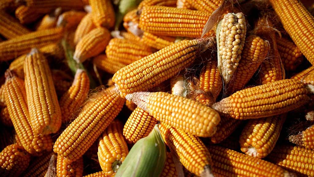 China rolls out GMO corn planting, starts small