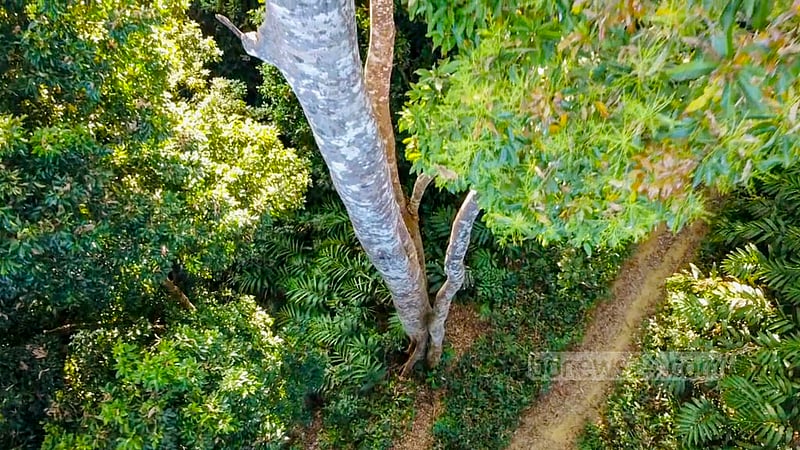 The wildlife sanctuary does not lose its lustre during the dry winter as it houses a variety of lush foliage. In addition to the state-run Forest Department, local residents play a significant role in protecting the forest. Photo: Samir Mallik