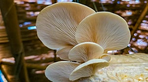 Ilias’s success in mushroom cultivation