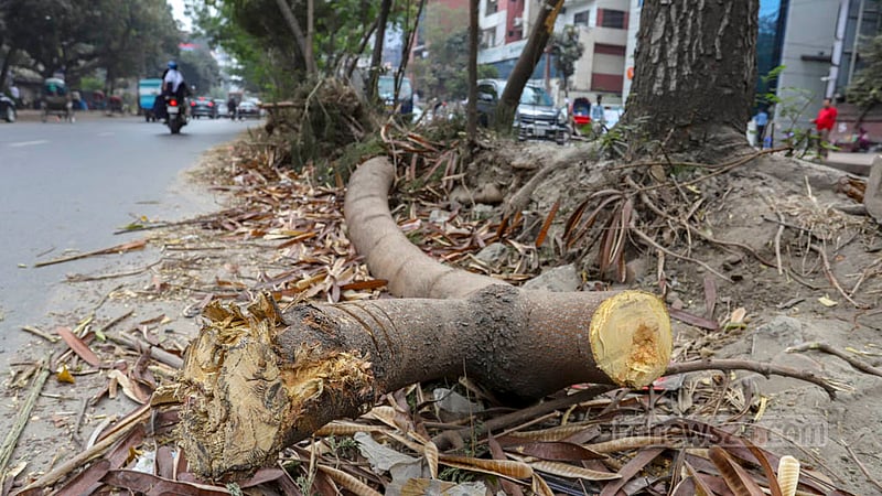 Dhaka South City Corporation felled the trees on the old road divider to build a new road divider at Saat Masjid Road in the capital. Photo: Asif Mahmud Ove