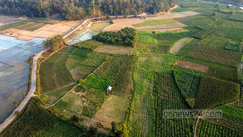 Corn, eggplant, sugarcane, and pumpkin are grown on the banks of the Chengi River. Photo: Samir Mallik