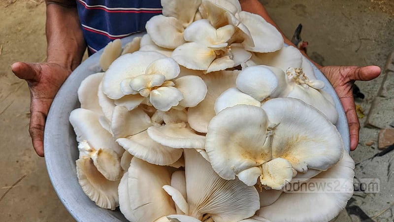 Ilias Molla, a new mushroom entrepreneur, said he initially invested up to Tk 50,000 in his farm and received returns on sales after two months. Photo: Tariqul Hasan