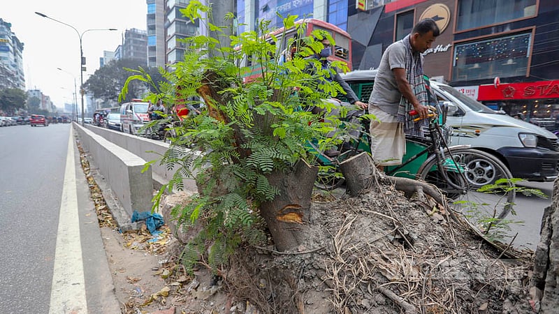 New buds are sprouting from the stump of a tree cut down to make a new road divider at Saat Masjid Road in the capital. Photo: Asif Mahmud Ove