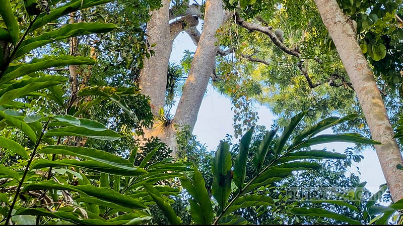 The Pablakhali Wildlife Sanctuary was established in 1983. The sanctuary, located across the Langadu and Baghaichari upazilas of Rangamati, spans across 104,000 acres of forest. Photo: Samir Mallik