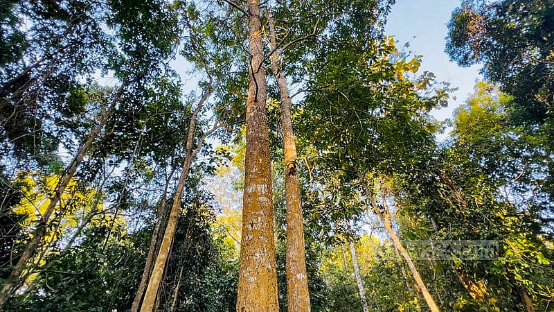 Segun, Garjan, Gamhar, Civit and species of many other trees are grown in the Pablakhali Wildlife Sanctuary and Pablakhali Game Sanctuary Range. Photo: Samir Mallik