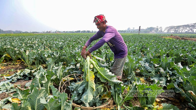 Farmers gather harvested cauliflowers in a basket for sale at a local market. Traders will send the products to Dhaka. Photo: Mahmud Zaman Ovi