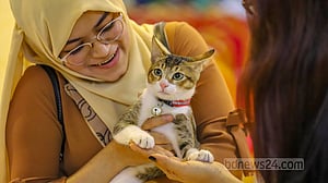 Cat-walk in feline fashion show