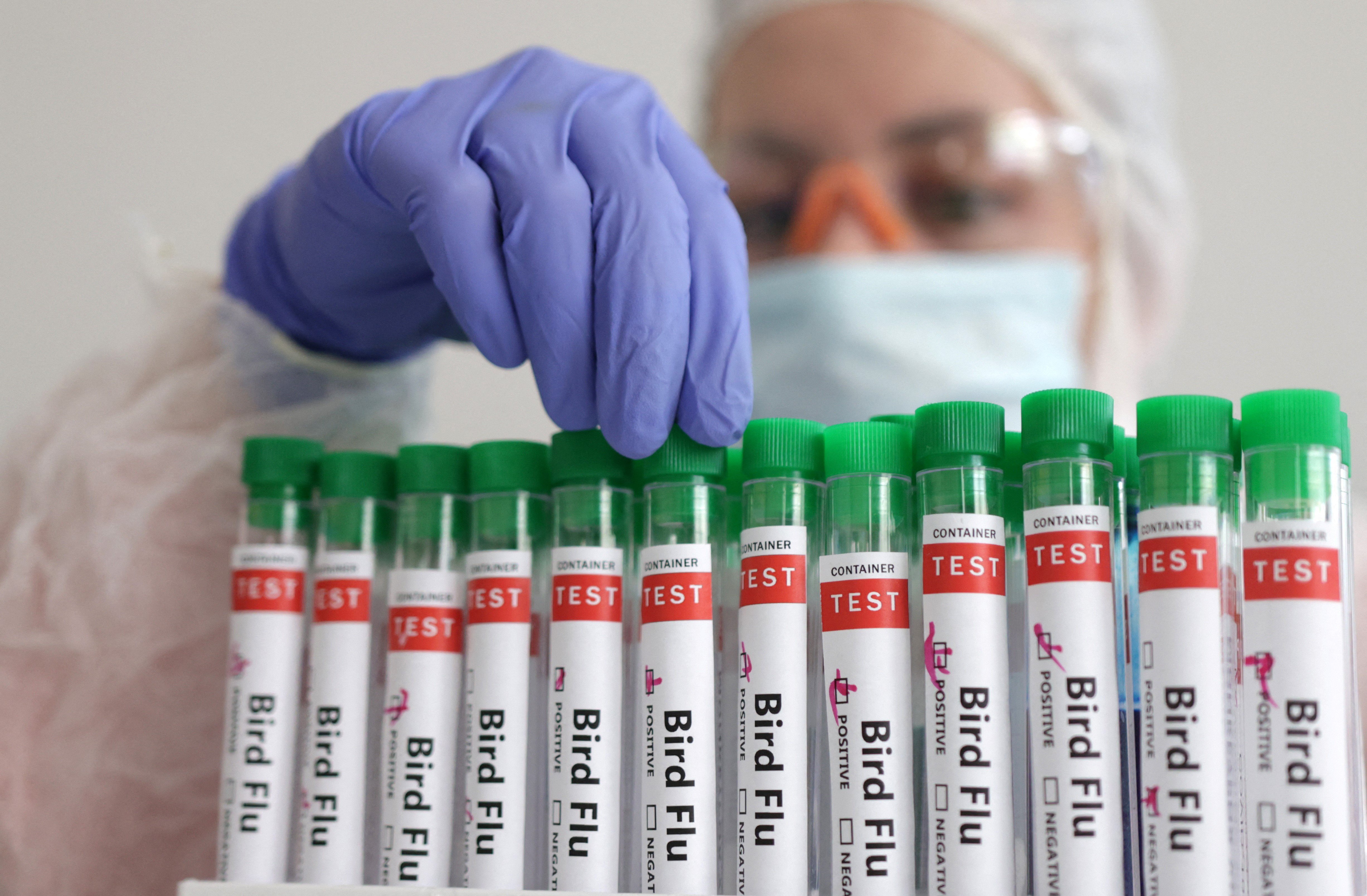 Flu experts gather with H5N1 risk on the agenda