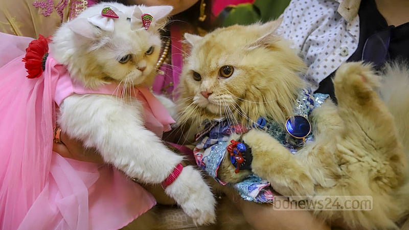A pet cat wearing a dress attends the first Cat Ramp Show at Jamuna Future Park in Dhaka on Friday, Feb 24, 2023. Photo: Asif Mahmud Ove