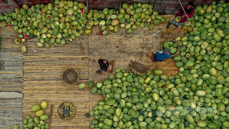 Farmers say larger watermelons will not hit the market yet as the summer has yet to start. Photo: Mostafigur Rahman