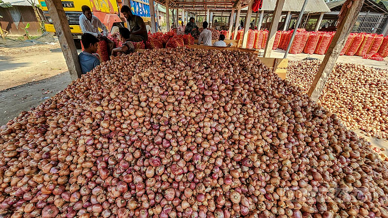 The onion harvest begins to hit local markets in Natore’s Nolldanga Upazila. Photo: Tariqul Hasan
