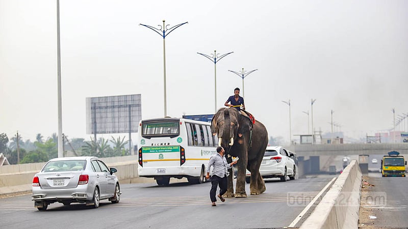 Mar 17: Elephants are used in different parts of Bangladesh, including Dhaka, for extortion. 