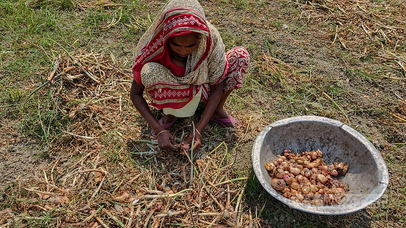 Women are busy processing the onions harvested from the fields in Laxmipur in Natore’s Nolldanga Upazila. The job, which they do alongside their household work, provides them an additional income. Photo: Tariqul Hasan