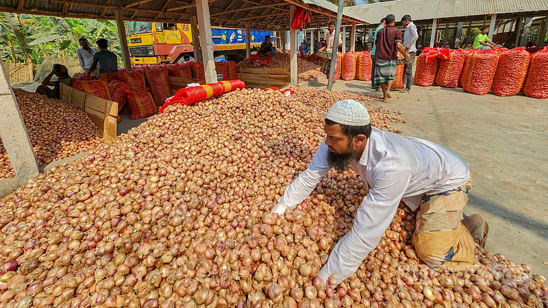 The onion harvest begins to hit local markets in Natore’s Nolldanga Upazila. Photo: Tariqul Hasan