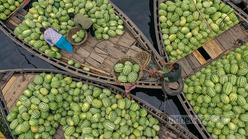 The retail price of these watermelons range from Tk 150 to Tk 600. Photo: Mostafigur Rahman