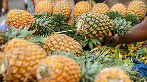 Pineapple demands up amid Ramadan and heat