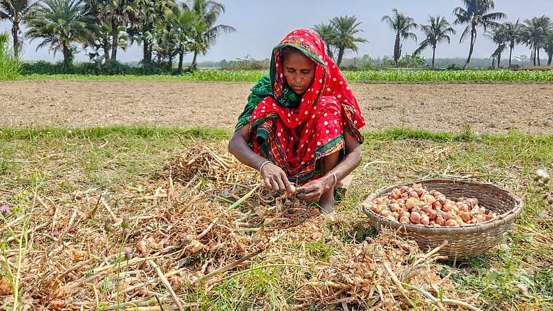 Women are busy processing the onions harvested from the fields in Laxmipur in Natore’s Nolldanga Upazila. The job, which they do alongside their household work, provides them an additional income. Photo: Tariqul Hasan