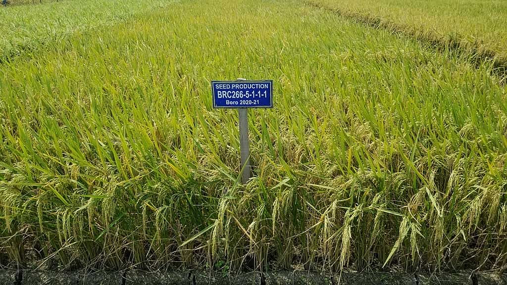 Bangladesh approves high-yield, low-carb rice variety