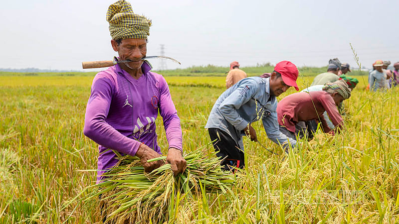 Farm labourers harvesting paddy. Photo: Asif Mahmud Ove