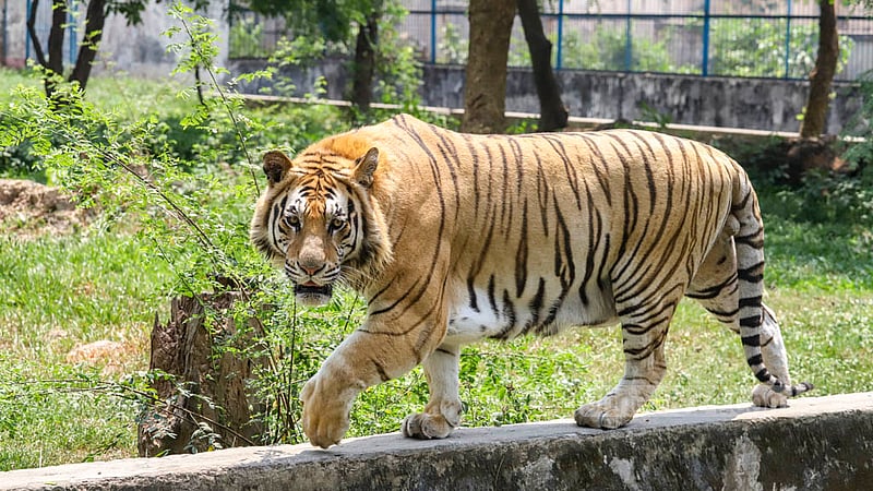 A Royal Bengal Tigers roams around the free space of its cage at the National Zoo in Mirpur on Sunday, Apr 16, 2023. Photo: Asif Mahmud Ove