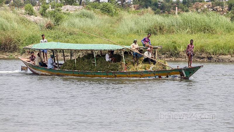 Farmers transport harvested paddy by boat. Photo: Asif Mahmud Ove