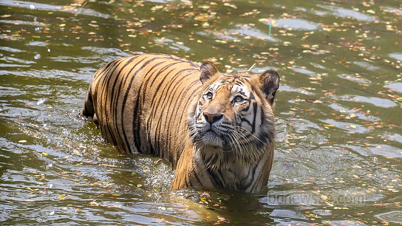 A Royal Bengal Tigers roams around in the water amid scorching heat at the National Zoo in Mirpur on Sunday, Apr 16, 2023. Photo: Asif Mahmud Ove