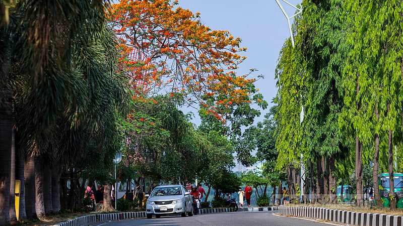 Roadside trees in Dhaka’s Hatirjheel are in full bloom in early summer. Photo: Mahmud Zaman Ovi