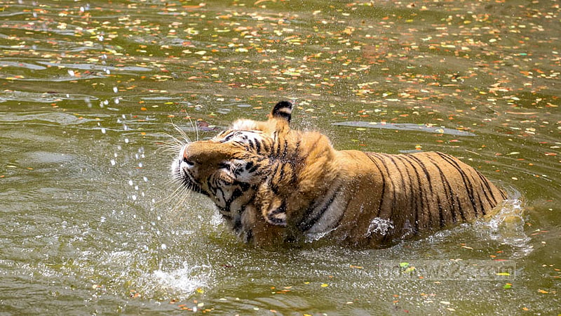 The baking heat of summer has left people depleted. Animals are facing the same circumstances. A Royal Bengal Tiger at Mirpur Zoo sought to cool off by taking a dip in the water. Photo: Asif Mahmud Ove