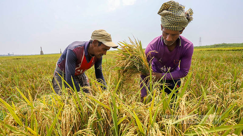Boro paddy harvesting is ongoing in Savar’s Ashulia. Photo: Asif Mahmud Ove