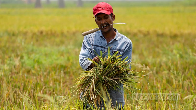 A farm labourer harvesting paddy in Savar’s Ashulia. Photo: Asif Mahmud Ove